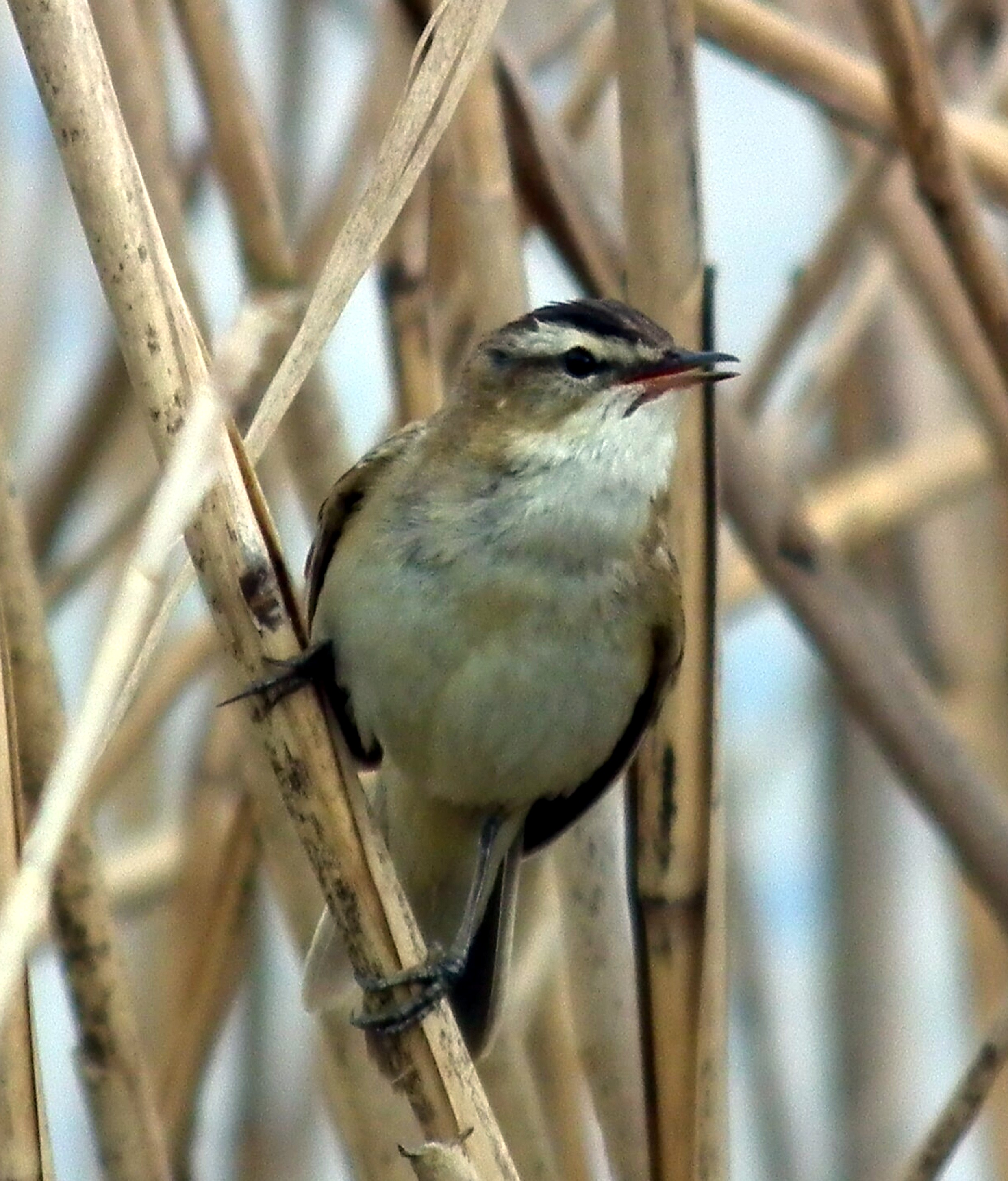 REED WARBLER Bill Bagley Photography